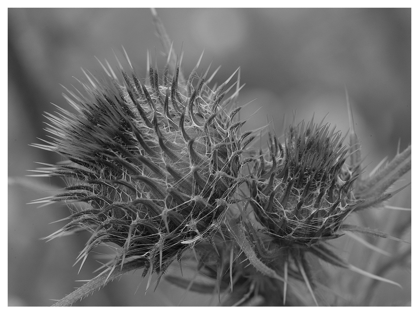 Distel