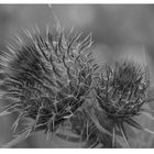 Distel