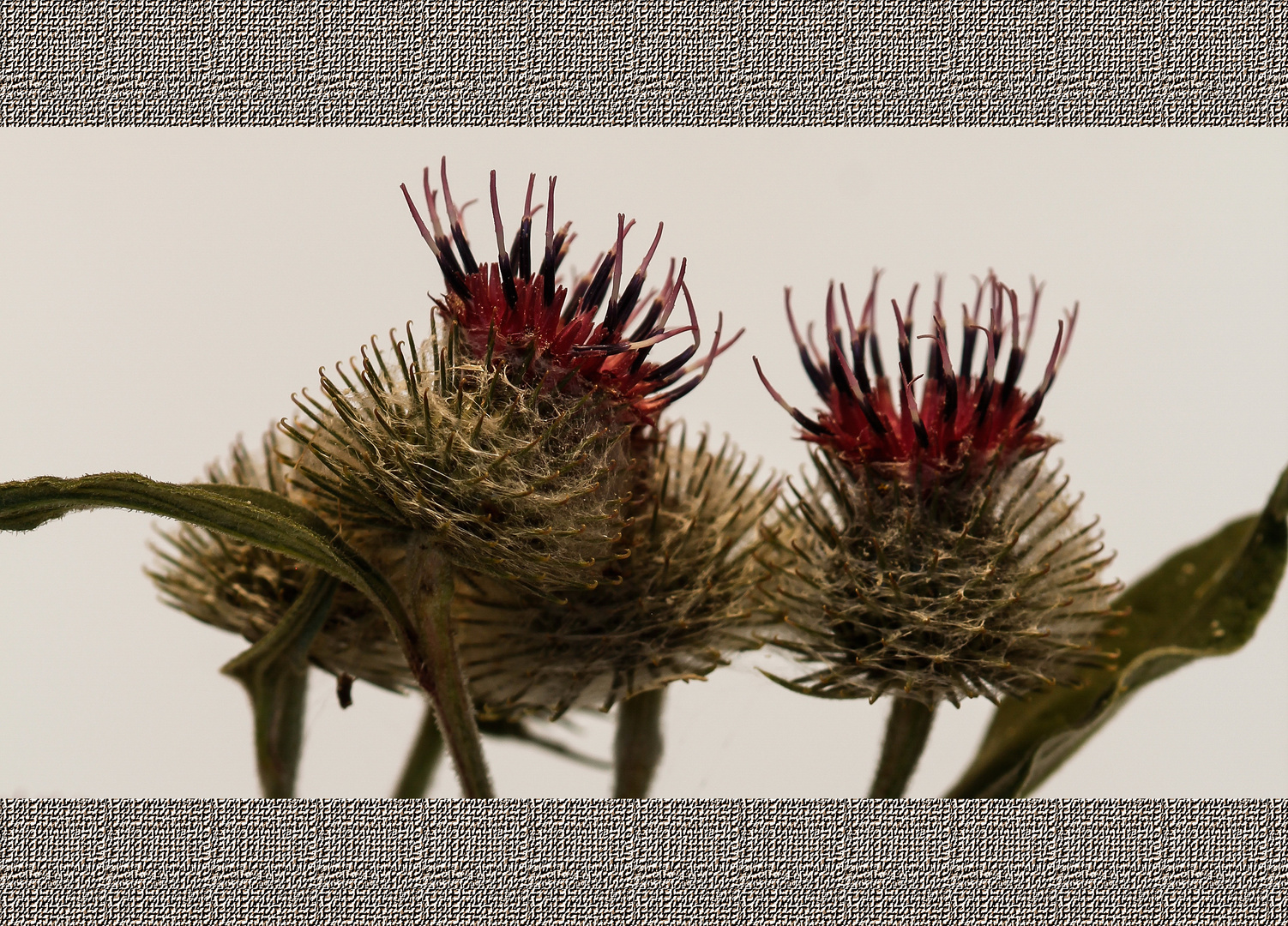 Distel