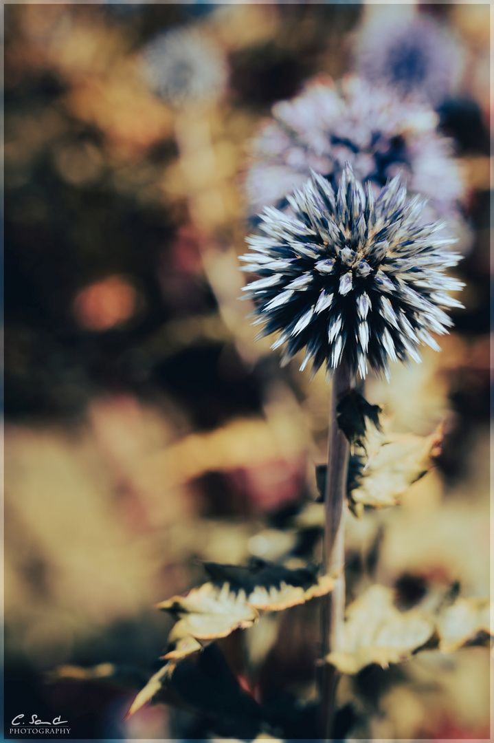 Distel