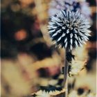 Distel