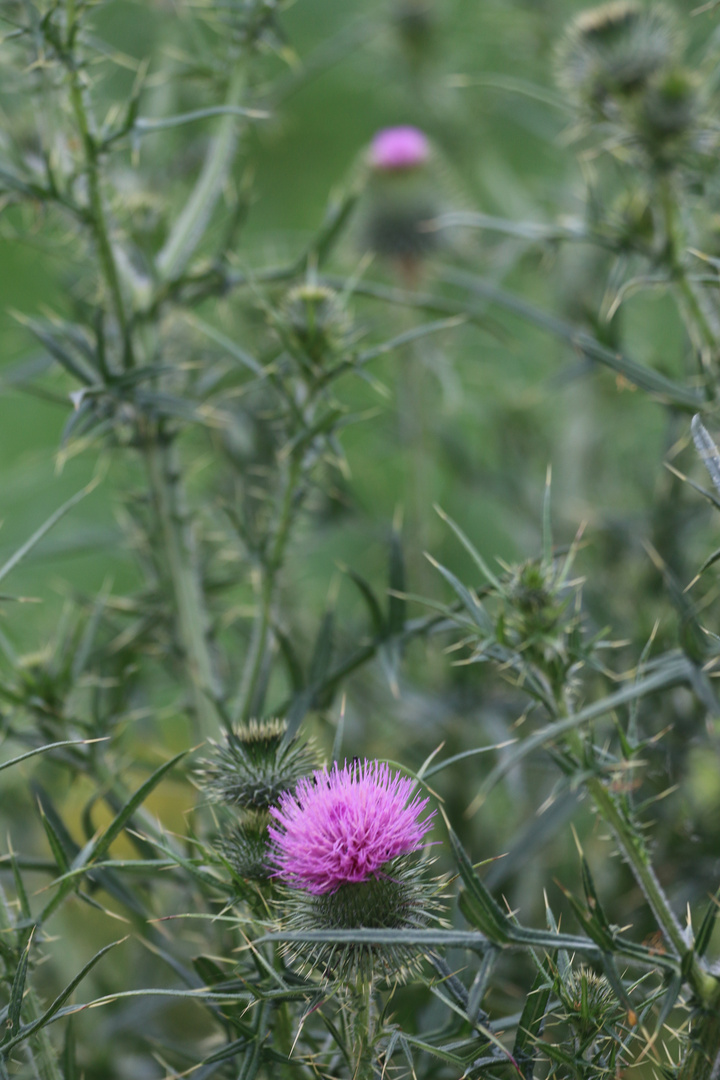 Distel