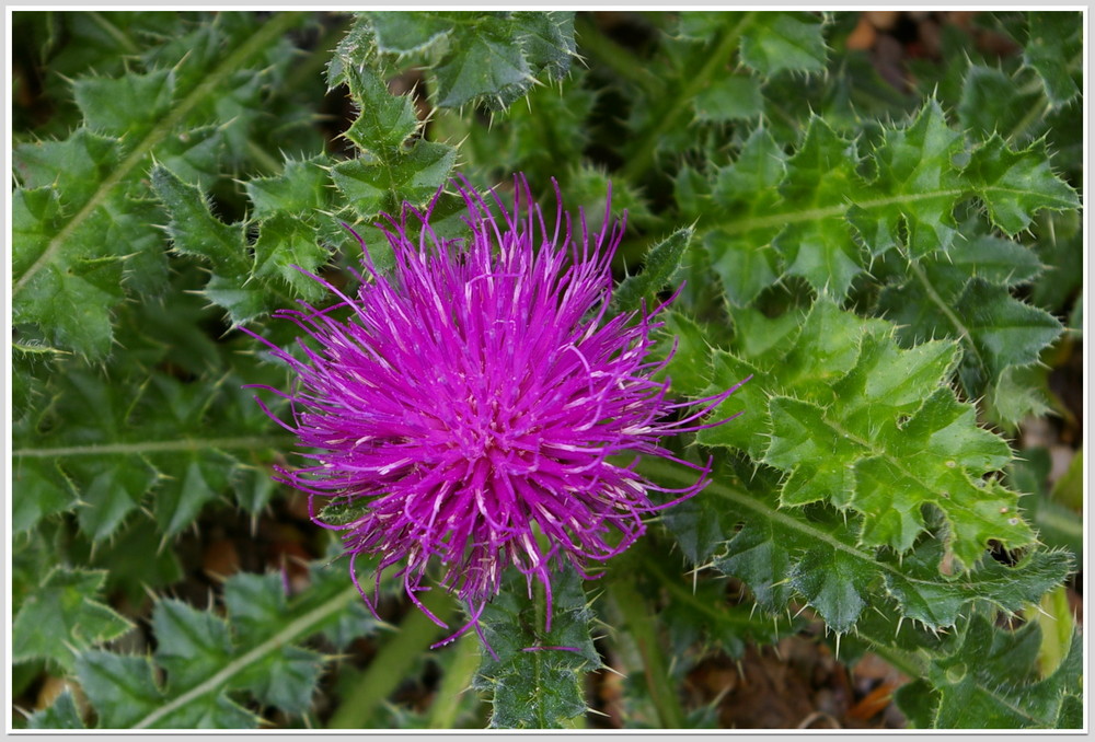 Distel Foto & Bild pflanzen, pilze & flechten, blüten