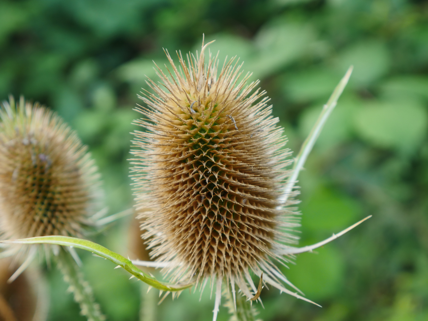 Distel Foto & Bild pflanzen, pilze & flechten, blüten