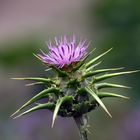 Distel