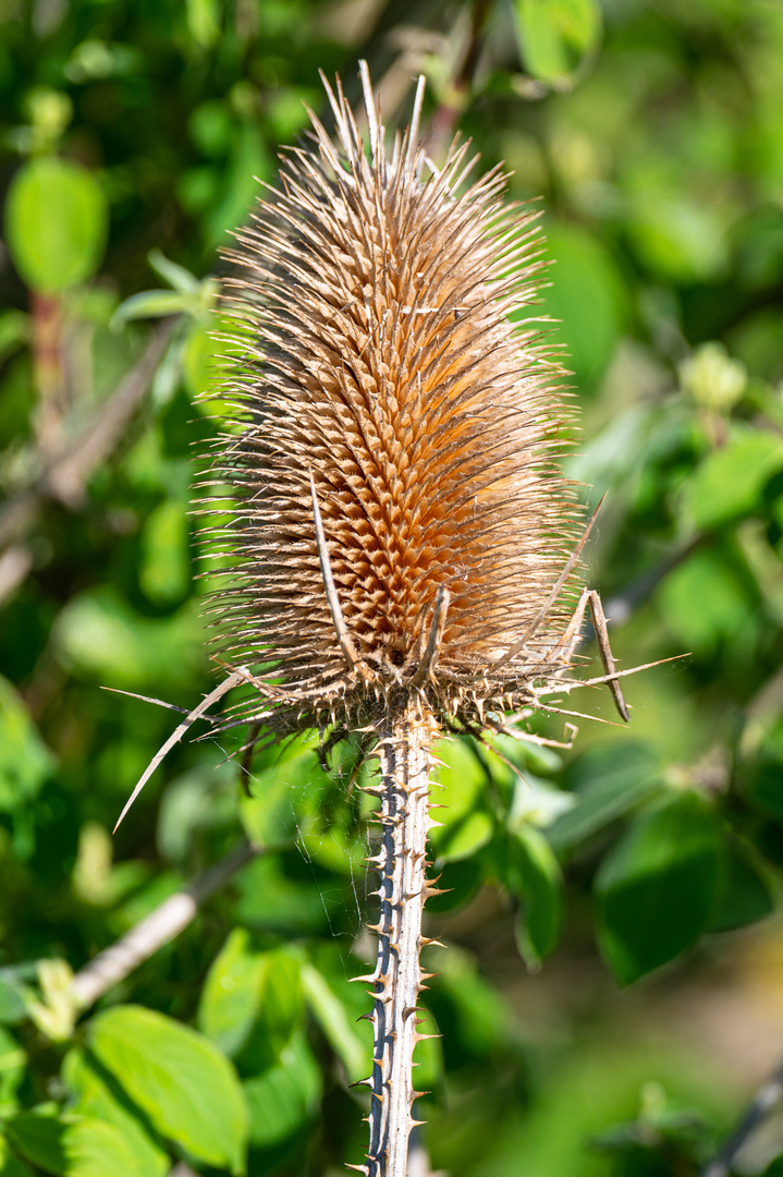 Distel