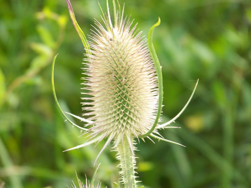 Distel