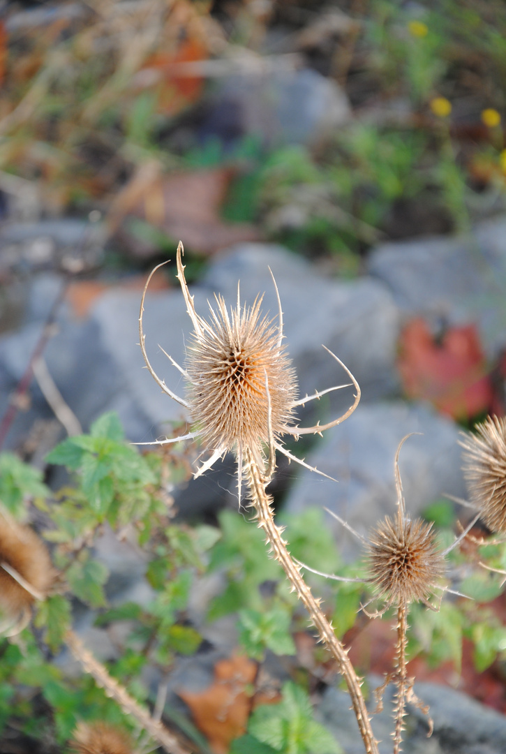 Distel