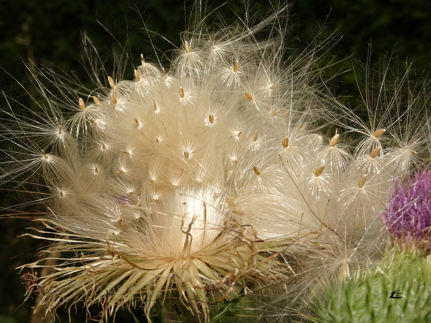 Distel