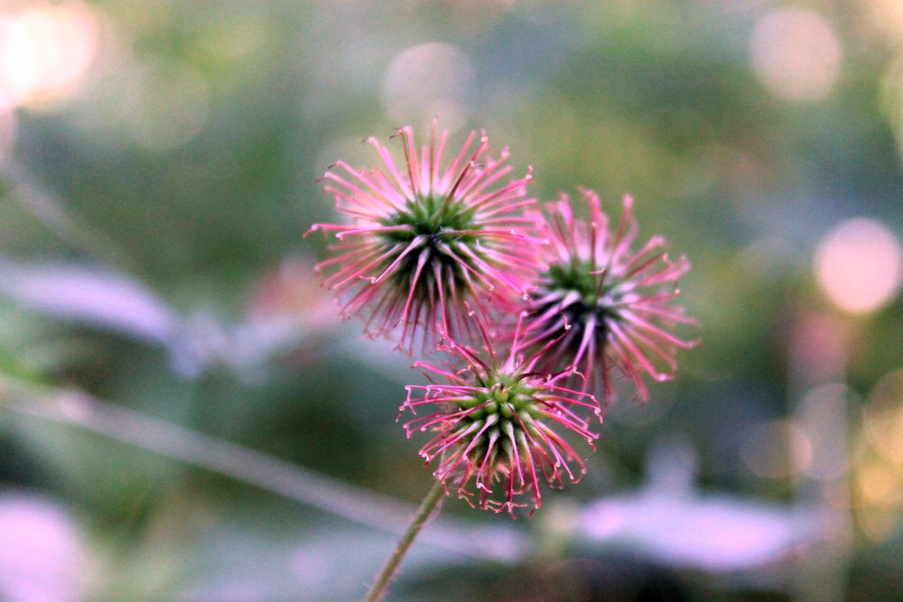 Distel von Julia- BirdyFree 