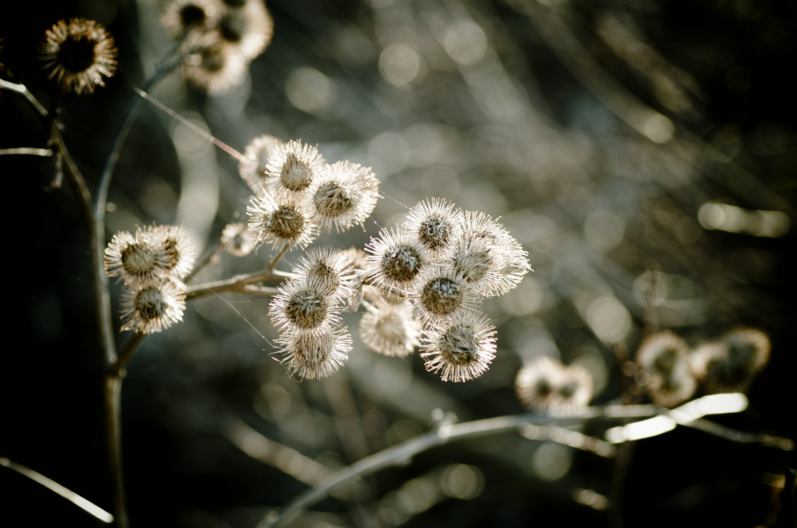 Distel