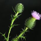 Distel