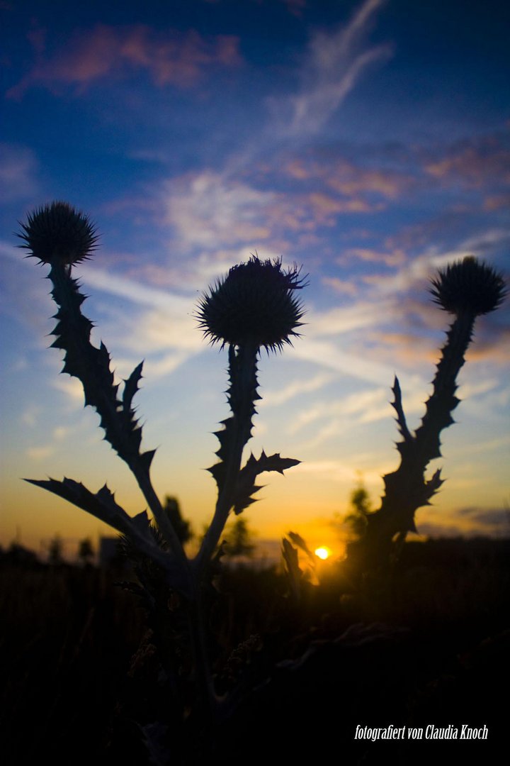 Distel bei Sonnenaufgang