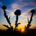 Distel bei Sonnenaufgang