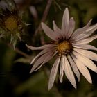 Distel (Berkheya purpurea)