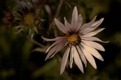 Distel (Berkheya purpurea)