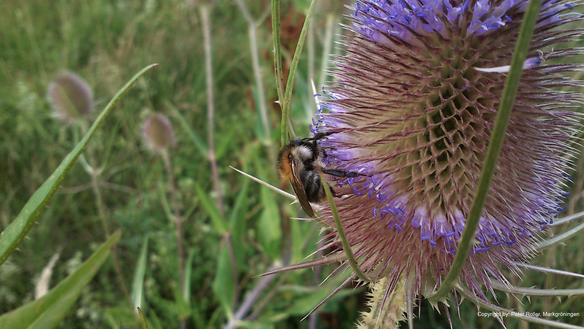 Distel Bestäubung im Juli