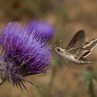 Distel Besucher