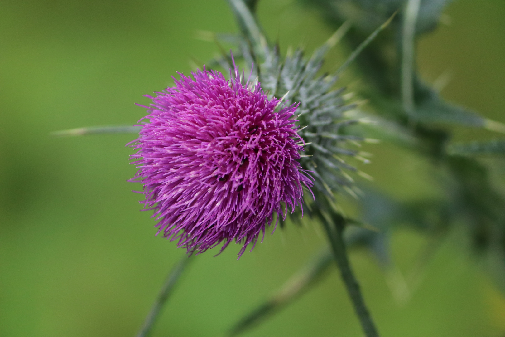 Distel