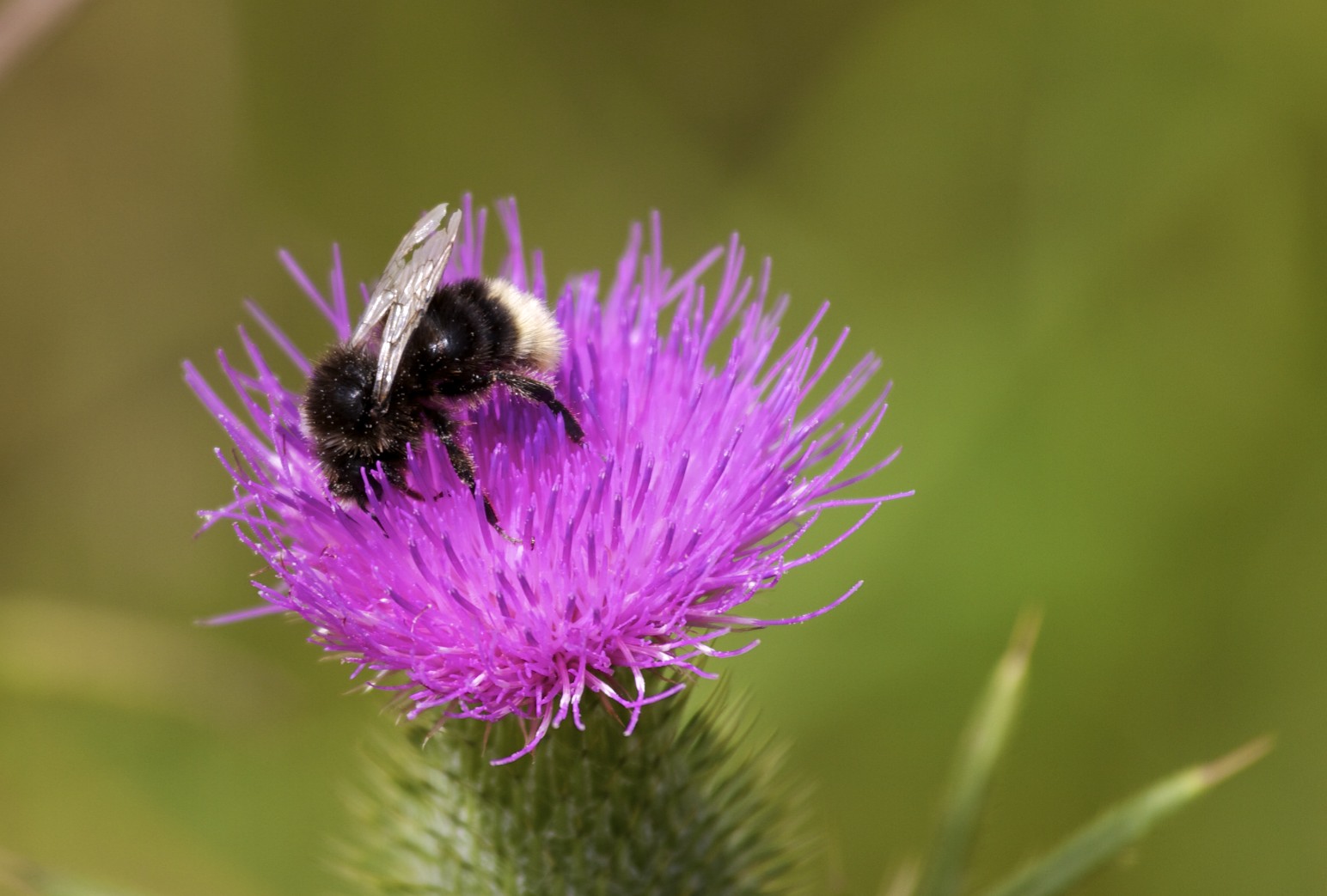 Distel-Biene-Stacheln