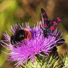 Distel bittet zu Tisch