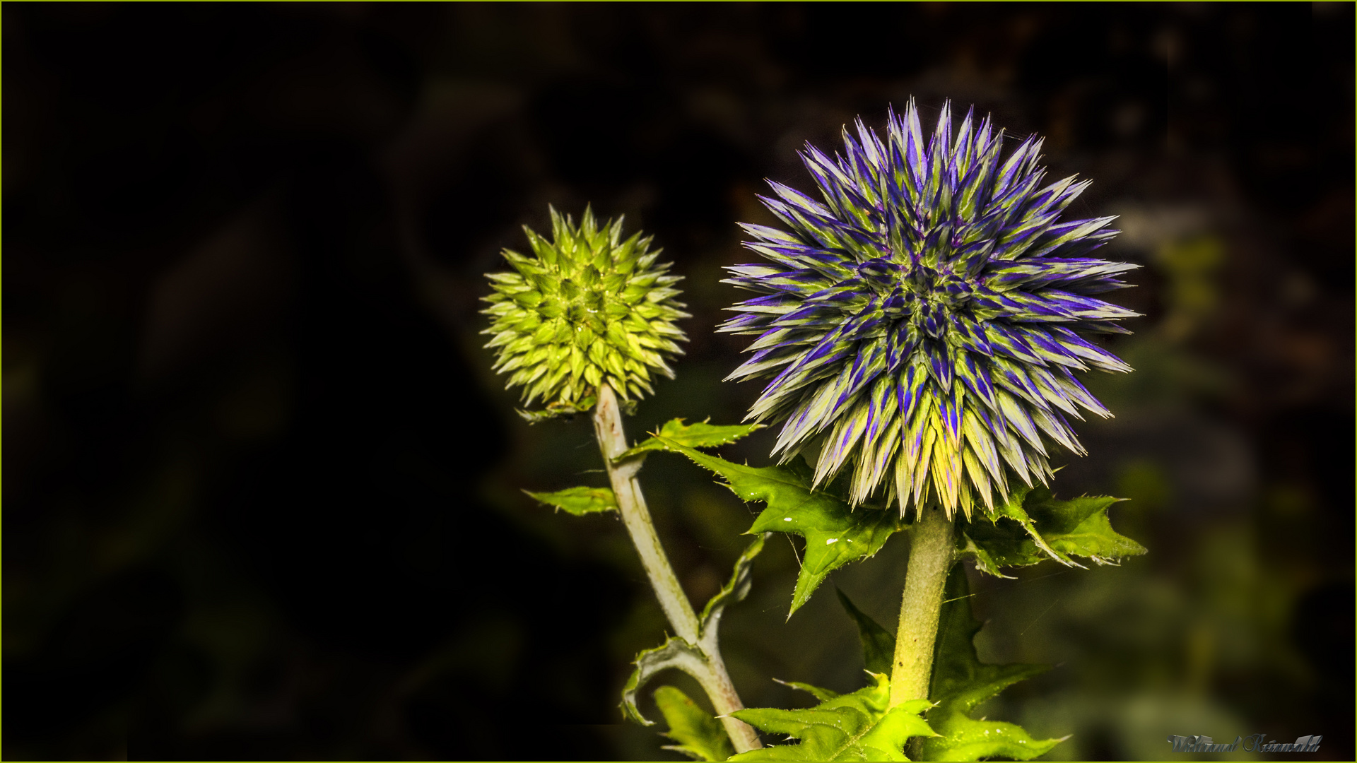 Distel blau