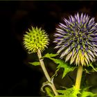 Distel blau