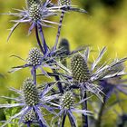 Distel blau