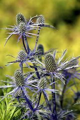 Distel blau