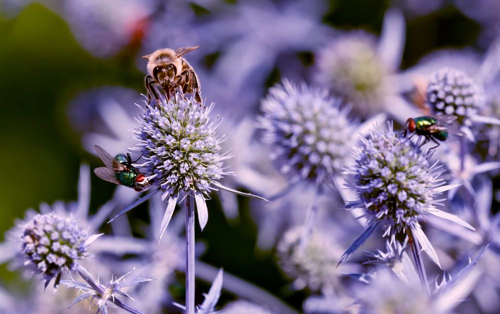 Distel-Blues