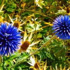 Distel blue(s)