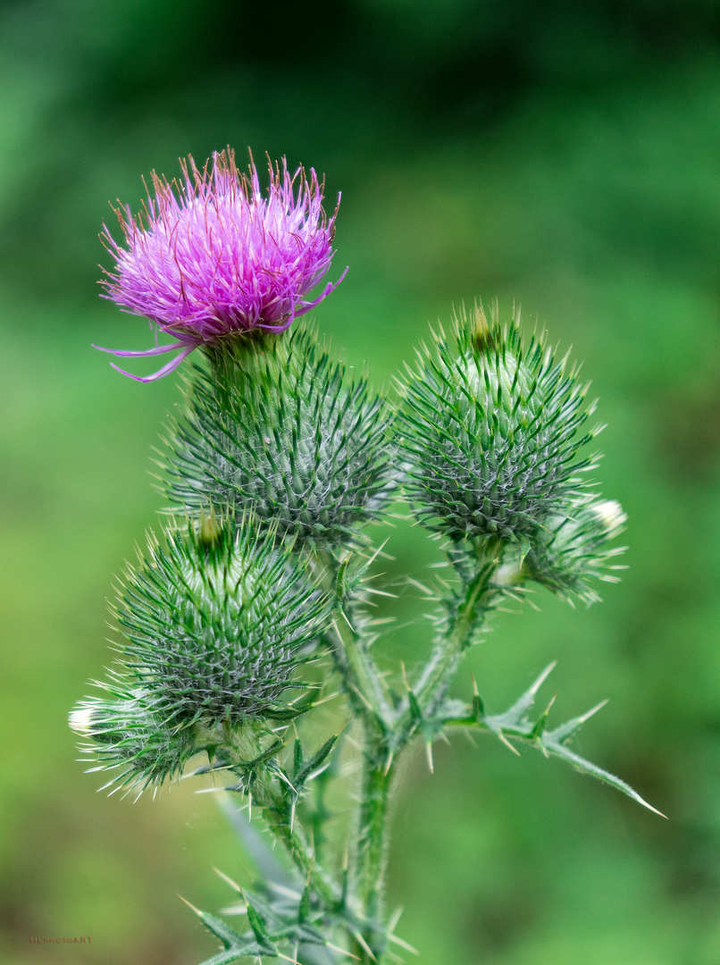 Distel Blüte