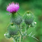 Distel Blüte