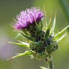 Distel Blüte