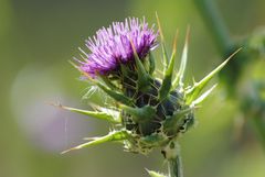 Distel Blüte