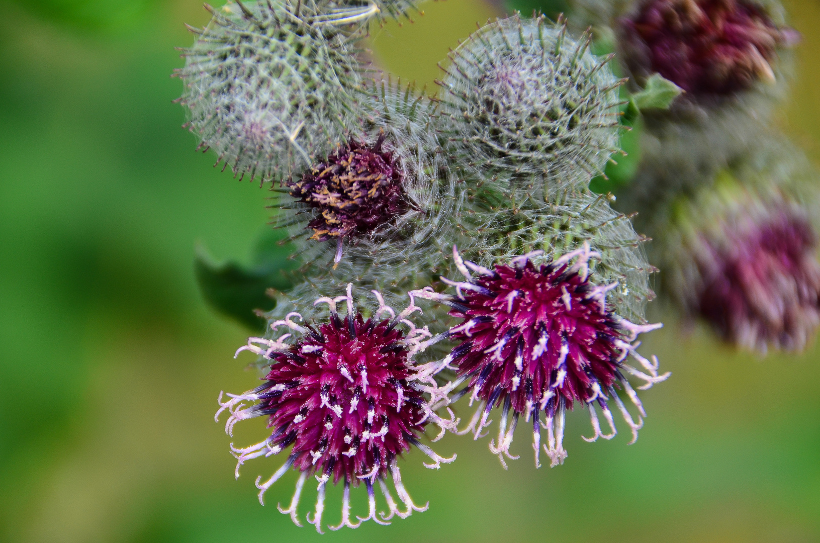 Distel - Blüte