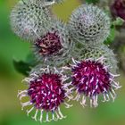 Distel - Blüte