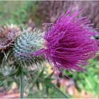 Distel - Blüte