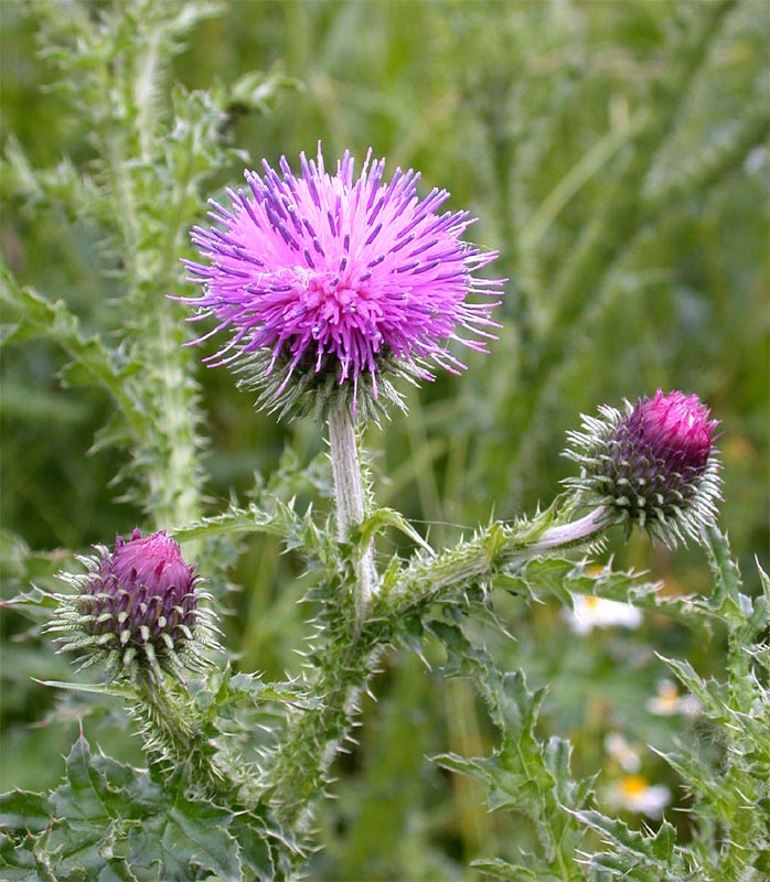 DistelBlüte Foto & Bild pflanzen, pilze & flechten, blüten