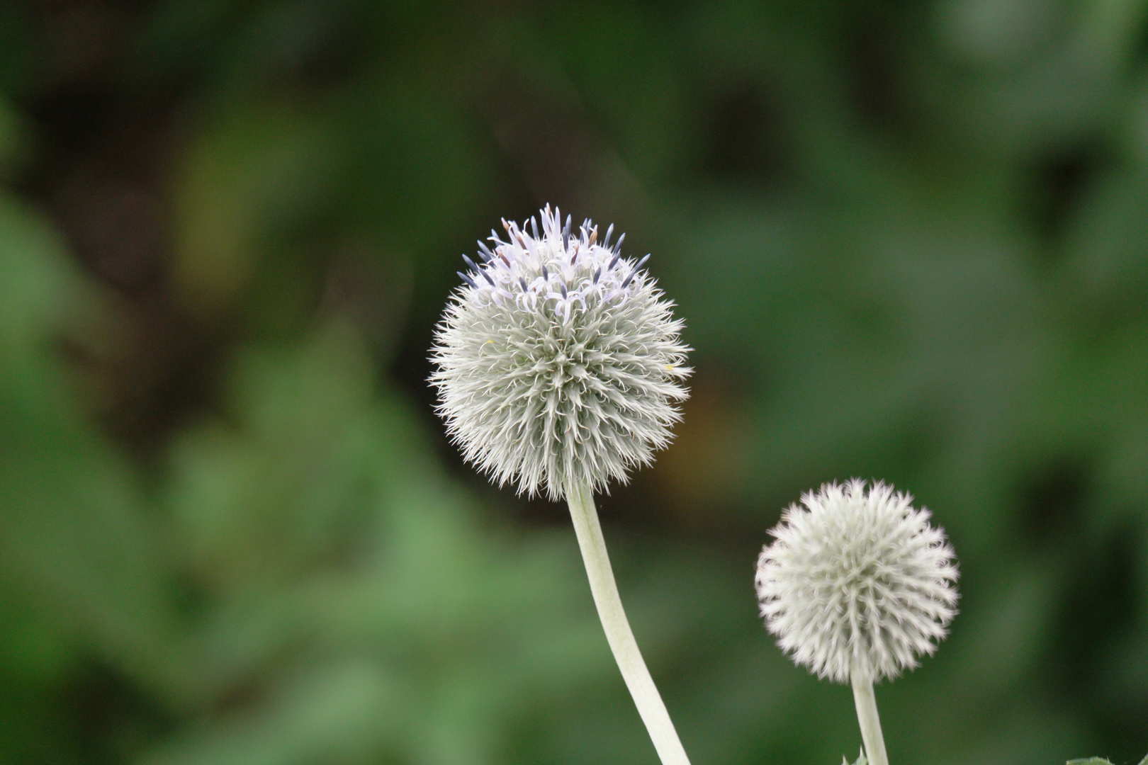 Distel-Blüte