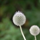 Distel-Blüte