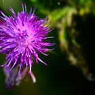 Distel Blüte