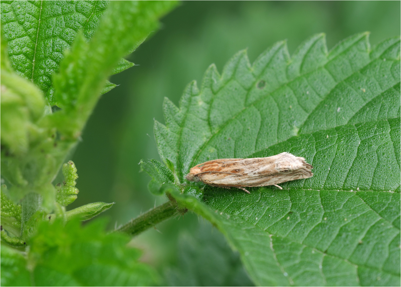 Distel-Blütenwickler (Eucosma cana)