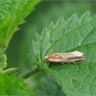 Distel-Blütenwickler (Eucosma cana)