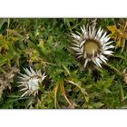 Distel Blumen auf dem Stockhorn - Schweiz