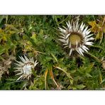 Distel Blumen auf dem Stockhorn - Schweiz