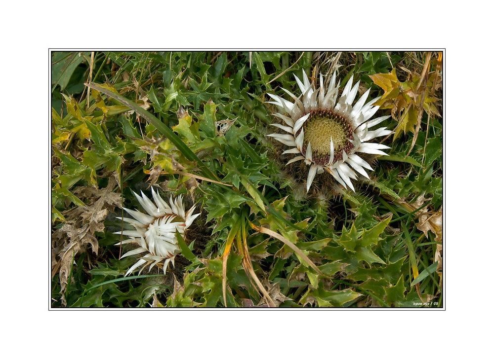 Distel Blumen auf dem Stockhorn - Schweiz