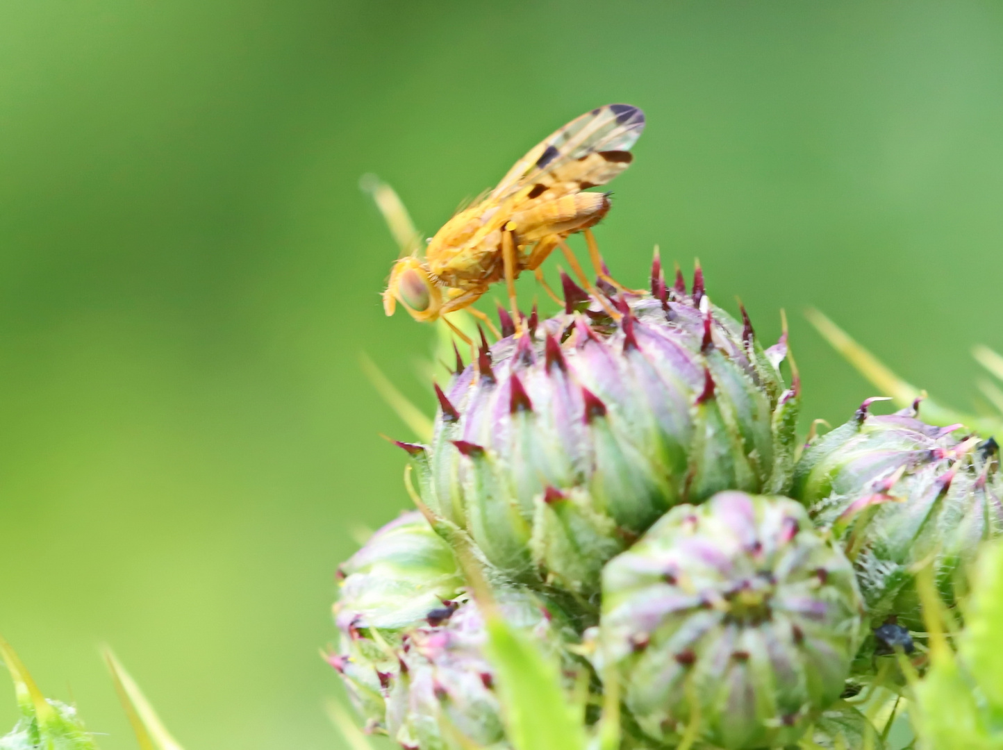 Distel-Bohrfliege