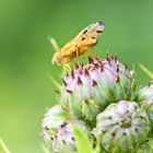 Distel-Bohrfliege