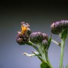 Distel-Bohrfliege